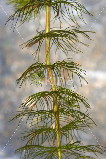 Teer vederkruid (Myriophyllum alterniflorum)