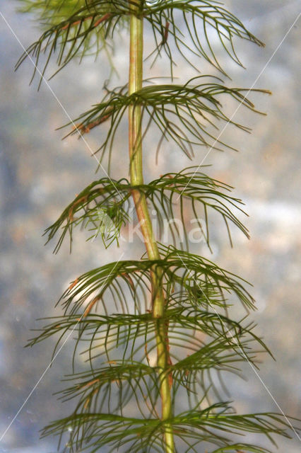 Alternate-flowered Watermilfoil (Myriophyllum alterniflorum)