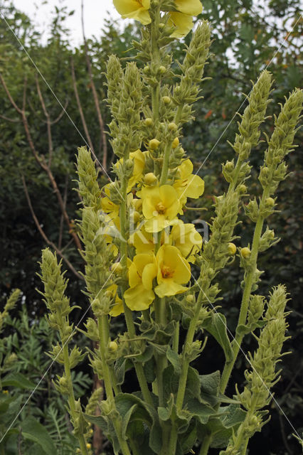 Mullein (Verbascum spec.)