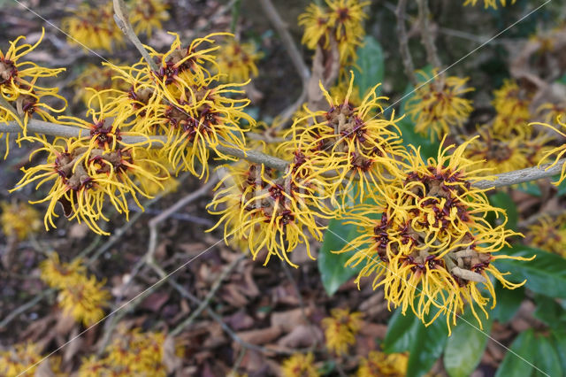 Toverhazelaar (Hamamelis mollis)