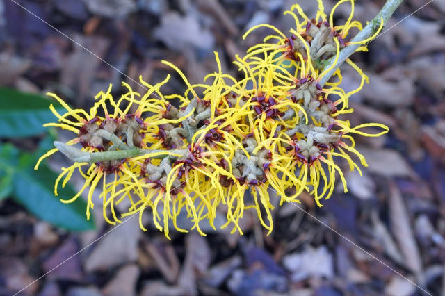 Toverhazelaar (Hamamelis mollis)