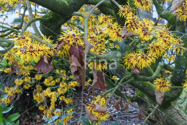 Chinese witchhazel (Hamamelis mollis)