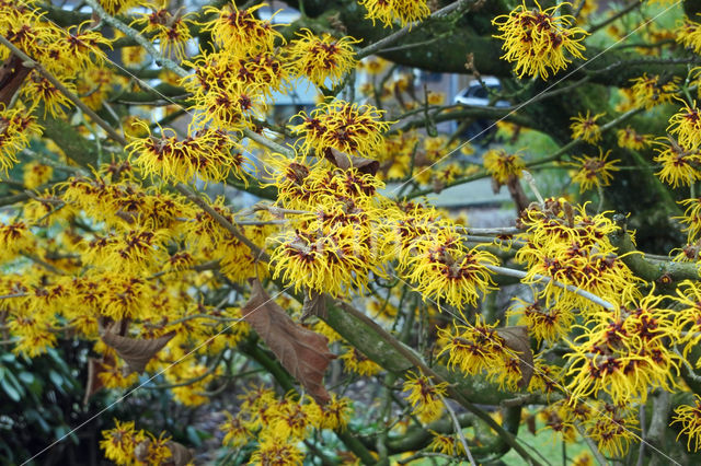 Chinese witchhazel (Hamamelis mollis)