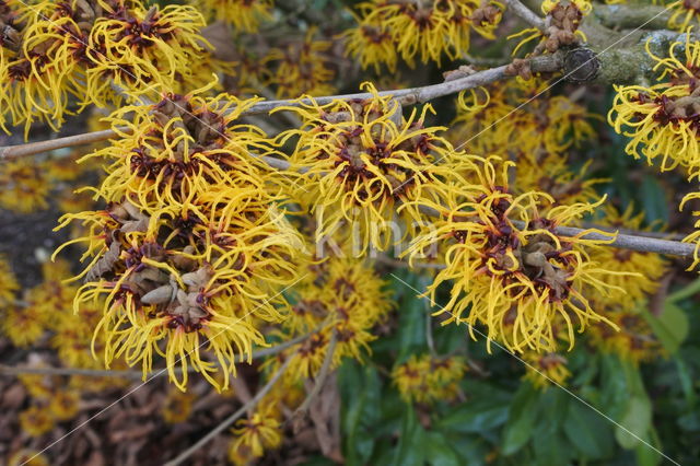 Chinese witchhazel (Hamamelis mollis)