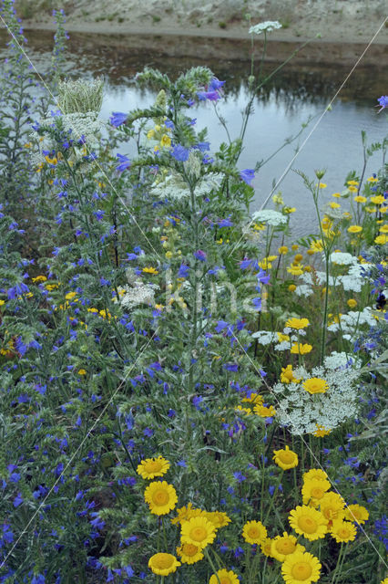 Gele ganzenbloem (Chrysanthemum segetum)