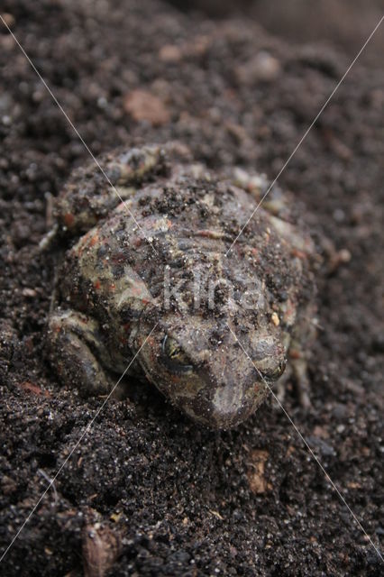 Common Spadefoot Toad (Pelobates fuscus)