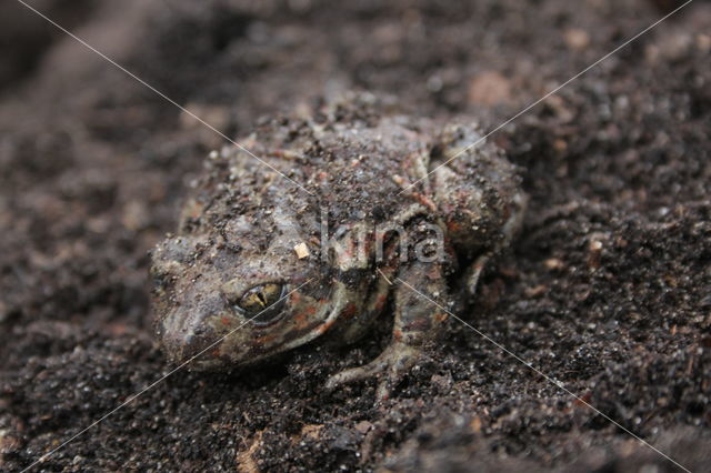 Common Spadefoot Toad (Pelobates fuscus)