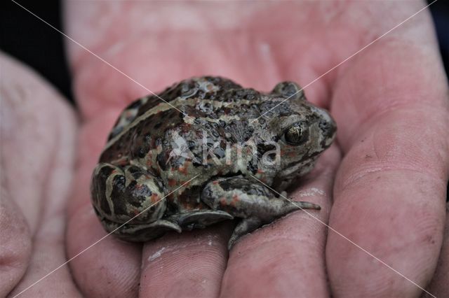 Common Spadefoot Toad (Pelobates fuscus)