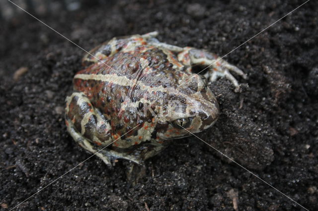 Common Spadefoot Toad (Pelobates fuscus)