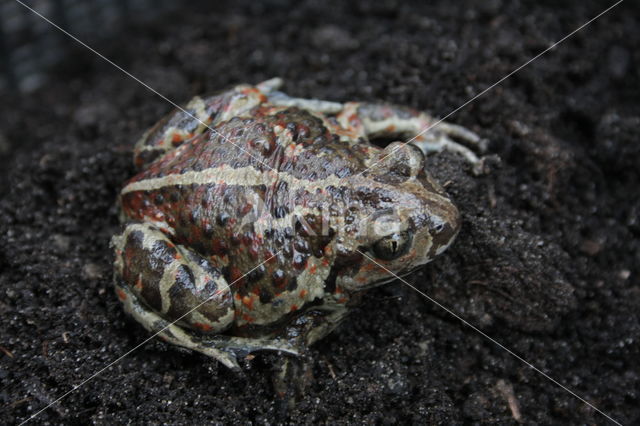 Knoflookpad (Pelobates fuscus)