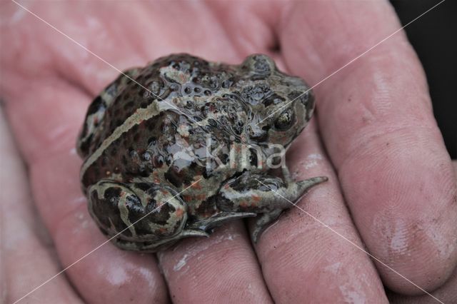 Common Spadefoot Toad (Pelobates fuscus)