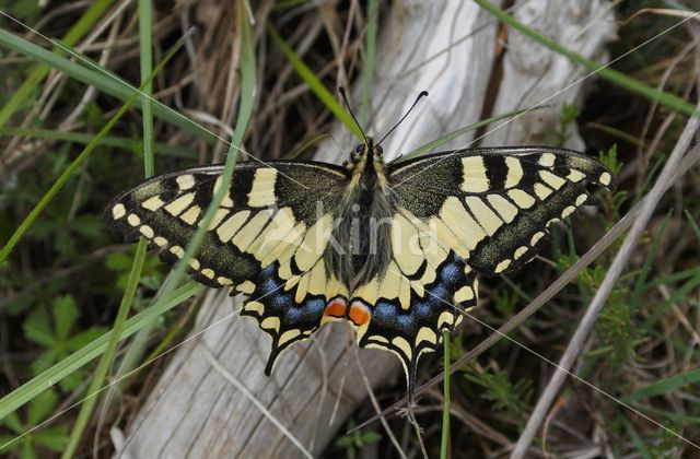 Swallowtail (Papilio machaon)