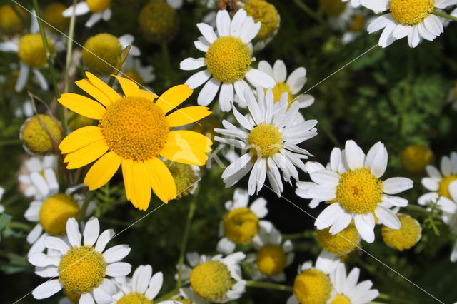 Gele ganzenbloem (Chrysanthemum segetum)