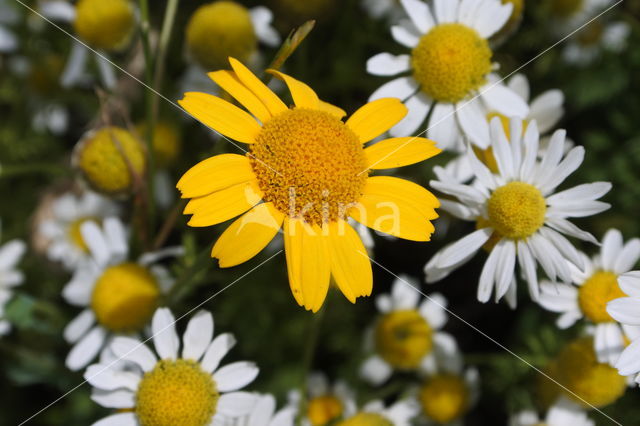 Corn Marigold (Chrysanthemum segetum)