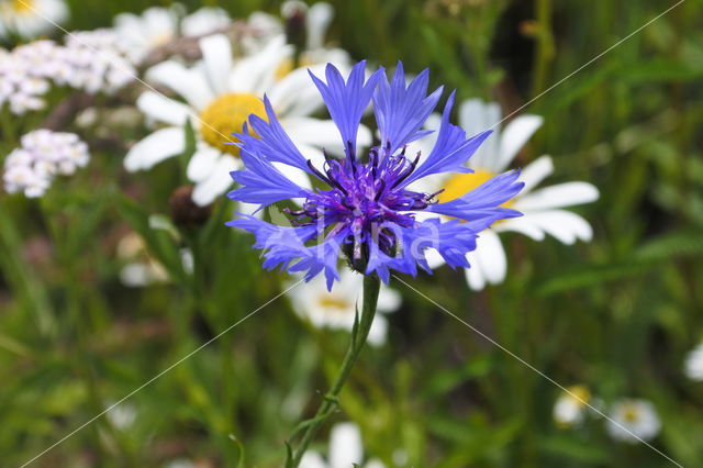 Korenbloem (Centaurea cyanus)