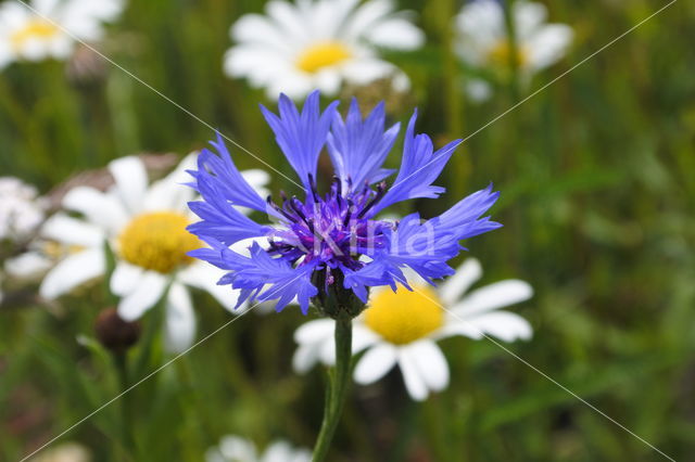 Cornflower (Centaurea cyanus)