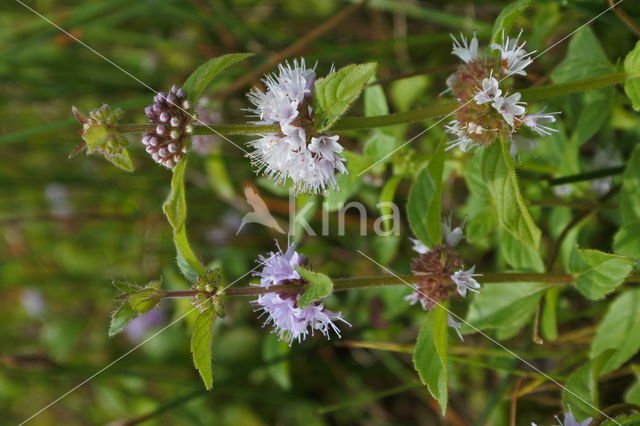 Akkermunt (Mentha arvensis)