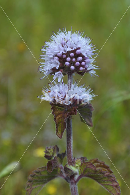 Akkermunt (Mentha arvensis)