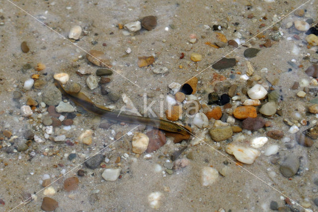 Brook Lamprey (Lampetra planeri)