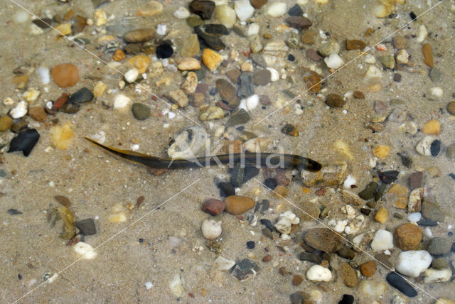 Brook Lamprey (Lampetra planeri)