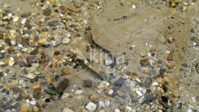 Brook Lamprey (Lampetra planeri)