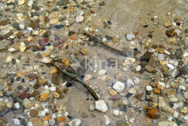 Brook Lamprey (Lampetra planeri)