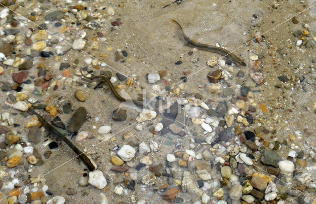 Brook Lamprey (Lampetra planeri)