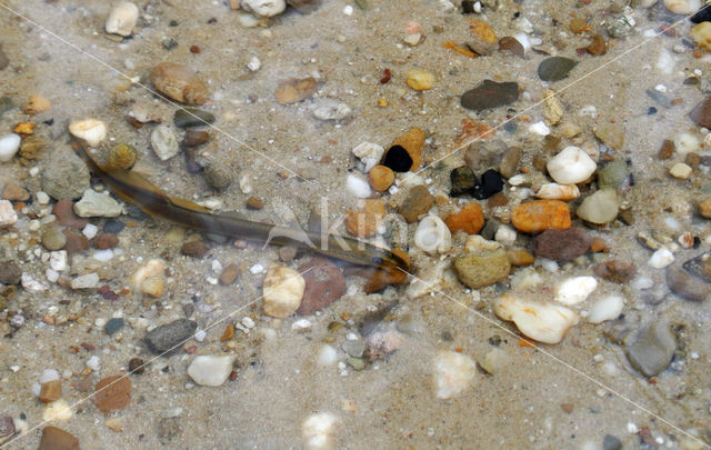 Brook Lamprey (Lampetra planeri)