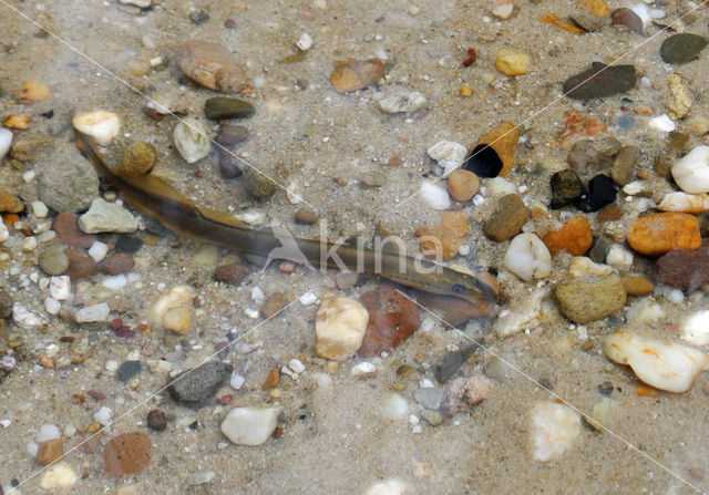 Brook Lamprey (Lampetra planeri)