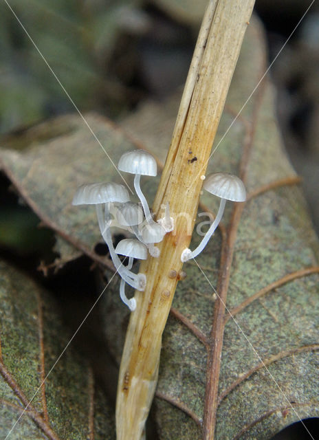 Biezenmycena (Mycena bulbosa)