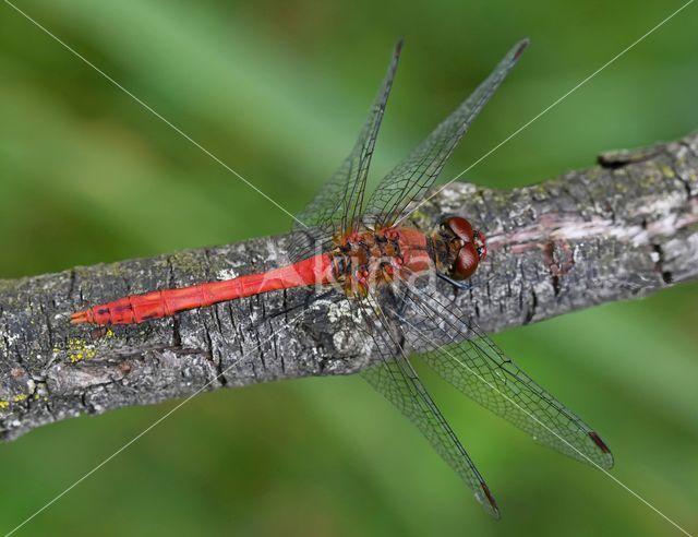 Ruddy Darter (Sympetrum sanguineum)