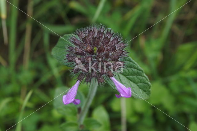 Borstelkrans (Clinopodium vulgare)