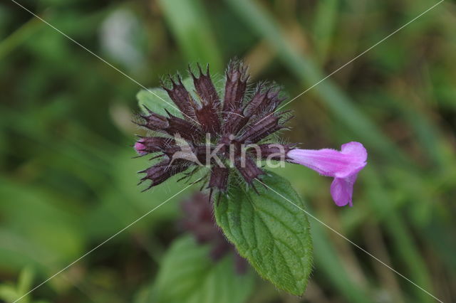 Borstelkrans (Clinopodium vulgare)