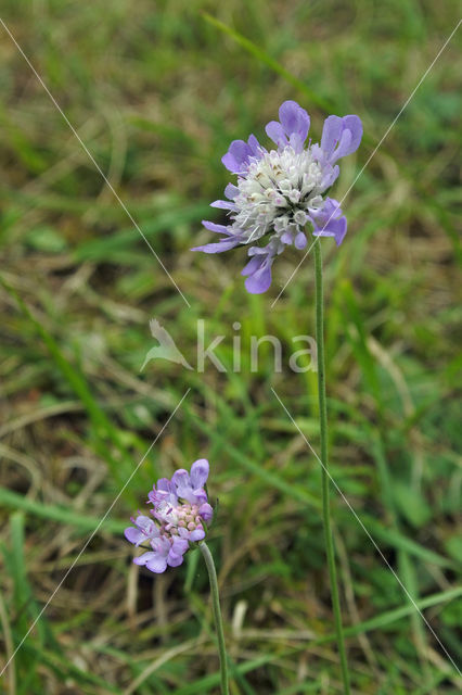 Slanke sleutelbloem (Primula elatior)