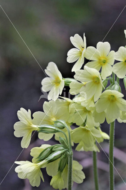 Slanke sleutelbloem (Primula elatior)