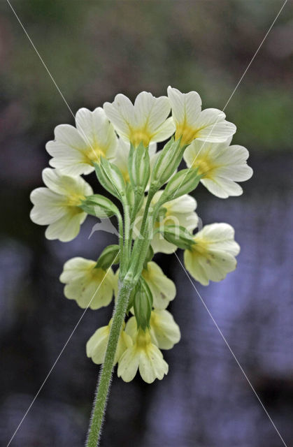 Slanke sleutelbloem (Primula elatior)