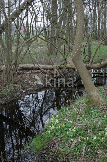 Slanke sleutelbloem (Primula elatior)