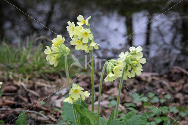 Oxlip (Primula elatior)