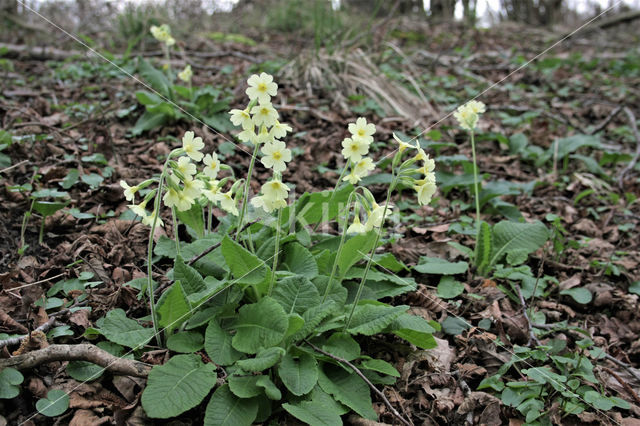 Oxlip (Primula elatior)