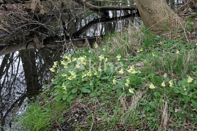 Oxlip (Primula elatior)