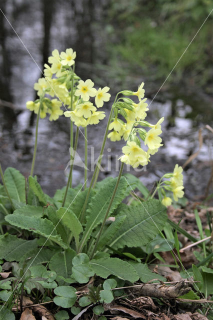 Slanke sleutelbloem (Primula elatior)