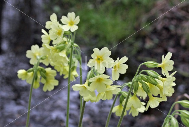 Slanke sleutelbloem (Primula elatior)