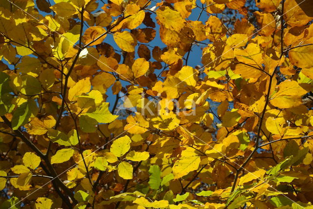 Haagbeuk (Carpinus betulus)