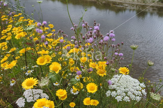 Gele ganzenbloem (Chrysanthemum segetum)