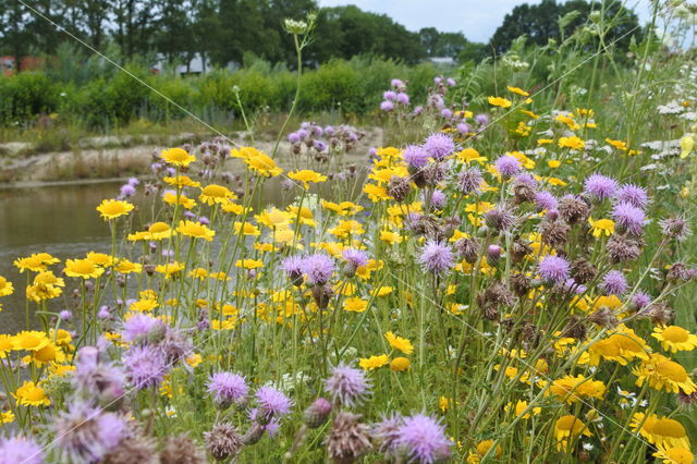 Gele ganzenbloem (Chrysanthemum segetum)