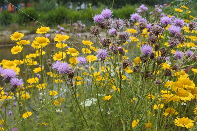 Gele ganzenbloem (Chrysanthemum segetum)