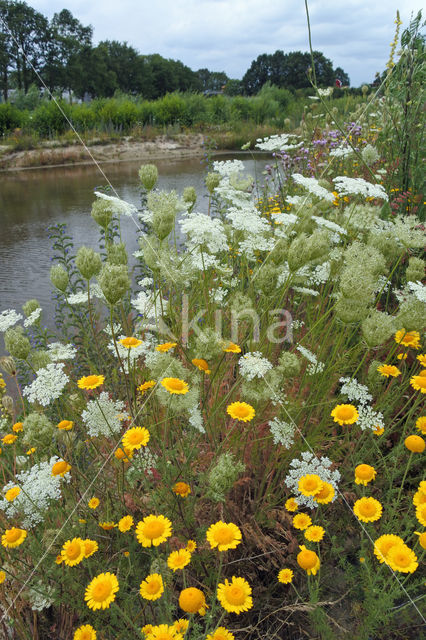 Corn Marigold (Chrysanthemum segetum)