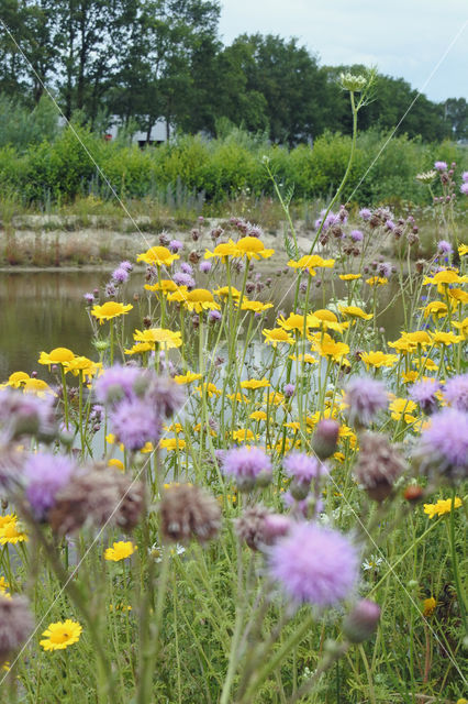 Gele ganzenbloem (Chrysanthemum segetum)