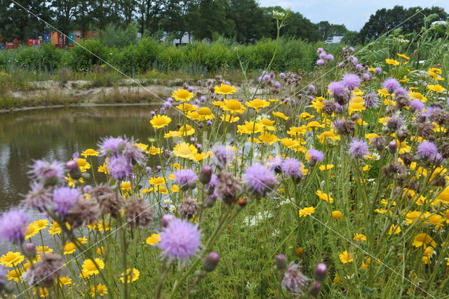 Gele ganzenbloem (Chrysanthemum segetum)