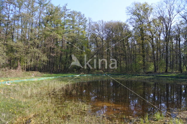 Kamsalamander (Triturus cristatus)